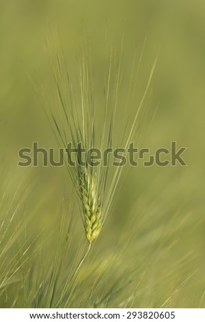 Barley ear on solid green background