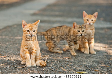 Three Little Cats