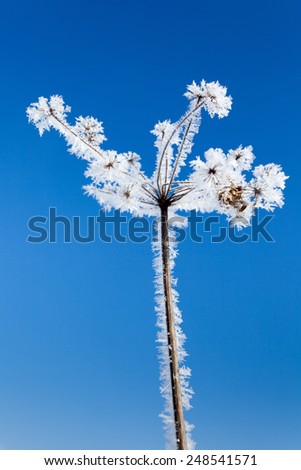 Frozen flower on blue sky