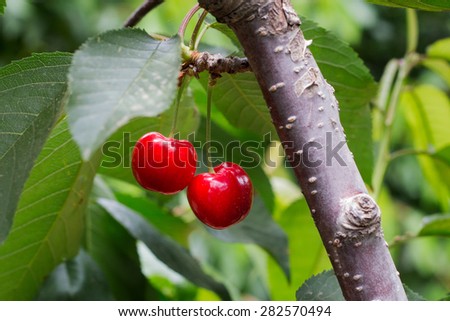 Cherries tree, cherries with green foliage