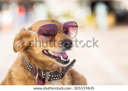 Dog with sun glasses portrait with blurred background. Small focus amount put on glasses.