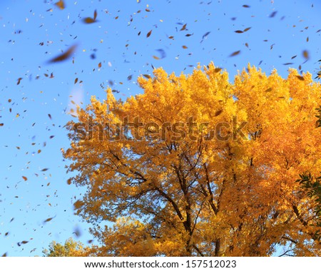 autumn tree with falling leaves