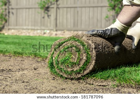 Sod for new lawn