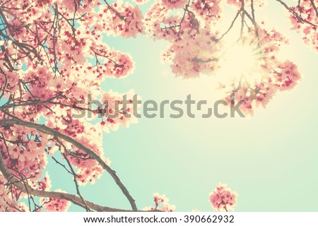 Spring blossom