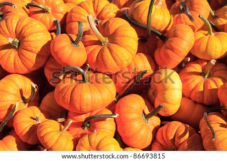 pumpkin arrangement for sale