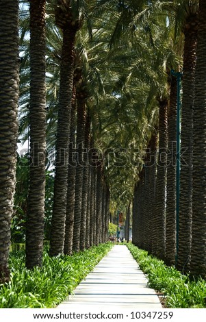 Palm Tree Lane