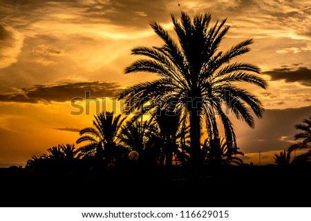 Silhouette of palm trees with golden skies lit by the setting sun