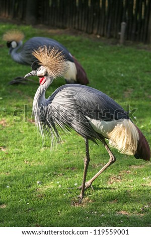Black Crowned Crane with a crown of stiff golden feathers