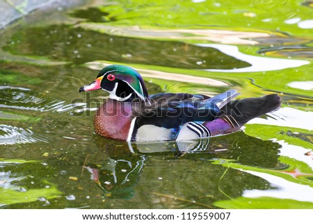 A goose with brown chest and a green head swimming in a pond at a park