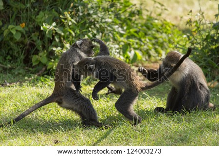 Three wild monkeys aggressively fighting eachother where one is about to bite the other