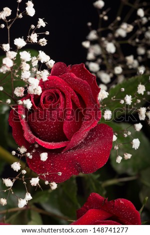 A closeup shot of a beautiful red rose with surrounded by white babys breath