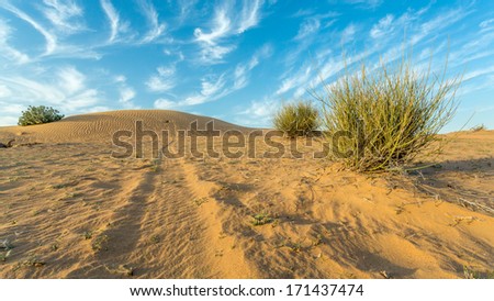Desert landscape with a dry tree branch and green vegetation on top of a small sand hill
