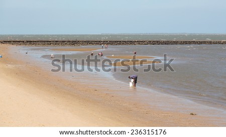 Maputo - Nov 27: The local residents of Maputo collect shellfish along the beach of Maputo Bay - Maputo, Mozambique, November 27, 2014