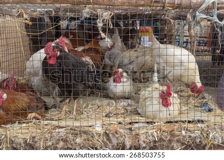 Addis Ababa: April 11: Roosters packed in small cages for sale  at a local market during Easter eve on April 11, 2015 in Addis Ababa, Ethiopia