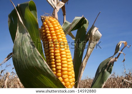 Corn Harvest or Bio Fuel