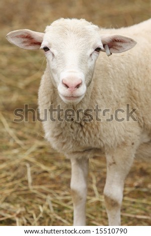 White lamb with tagged ear against background of blurred straw. Vertical format.