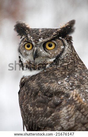 Great Horned Barn Owl outside in winter. Flakes of snow on feathers. Vertical format.