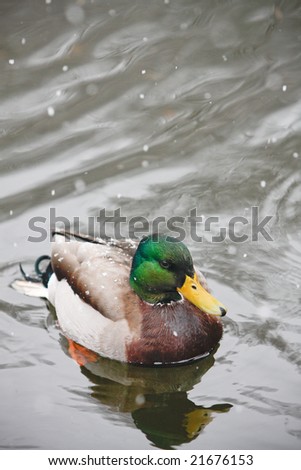 Colorful Winter Duck. Wild duck in water with snow falling. Vertical format.