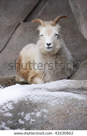 Mountain Goat in Snow. Horned mountain goat on snow-covered ledge. Vertical format.