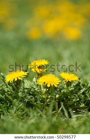 Yellow dandelion weeds in green lawn
