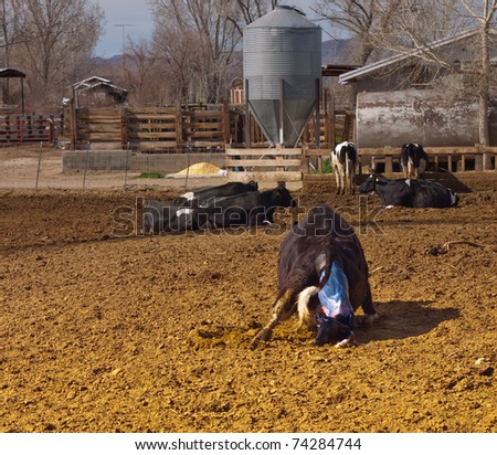 Cow In Labor