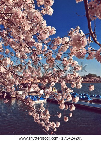 Cherry Blossoms, Spring, Washington DC,