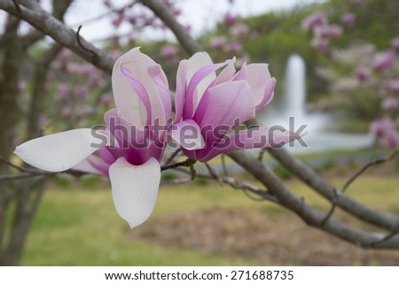 Spring, Nature, Blossom, Park, Pink, Flowers, Magnolia tree, Magnolias, Outdoors,