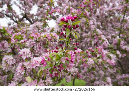 Spring, Cherry Blossom, Flowers, Tree, Nature, Park, Outdoors, Ornamental Cherry,