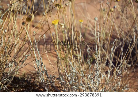 Nature, Park, Valley of Fire, Nevada, Desert, Flowers,