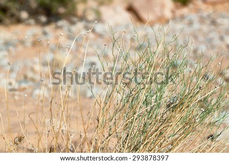 Nature, Park, Valley of Fire, Nevada, Desert, Outdoors, Flowers, Grass, Wild,