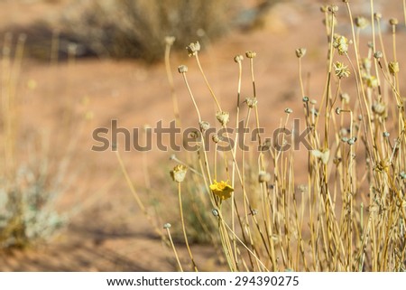 Valley of Fire, Nevada, Nature, Flowers, Wild, Desert, Park, Grass,