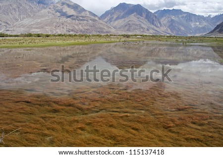 Red seaweed under water in the pond near Nubra Valley