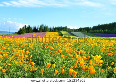 Irodori field, Tomita farm, Furano, Japan. It is the famous and beautiful flower fields in Hokkaido.