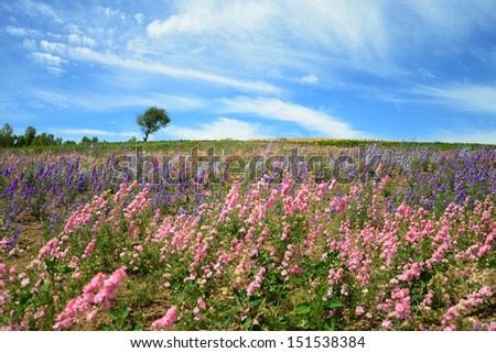 Flower field at Shikisai park (The Hill of Seasonal Colors), Biei, Hokkaido, Japan