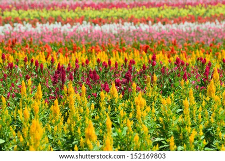 Flower field at Shikisai park (The Hill of Seasonal Colors), Biei, Hokkaido, Japan