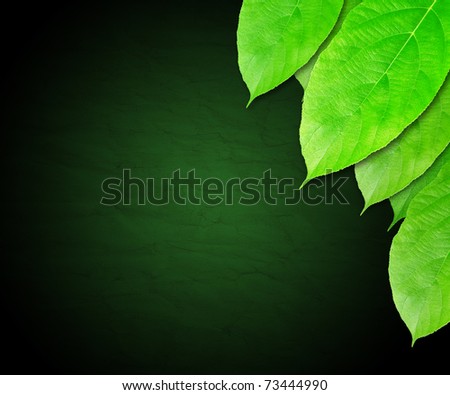 Dark Green leaves background