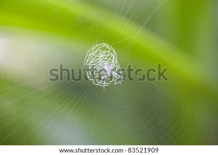 white spider in the web with green background