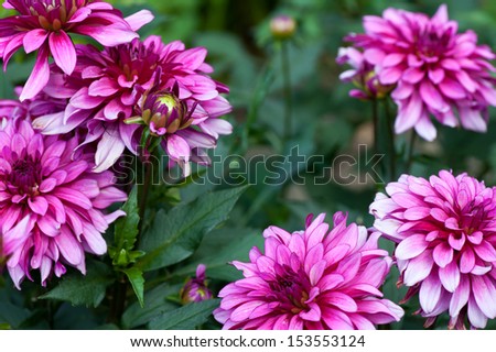 Blossoming of autumn aster flower in the garden