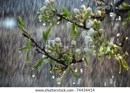 a tree branch with flowers in the rain