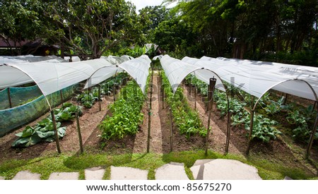 The vegetables, which protects the roof with plastic globe