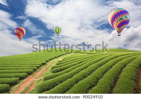 balloon in Green tea farm with blue sky background