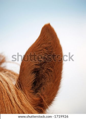 Ear of the horse, close-up