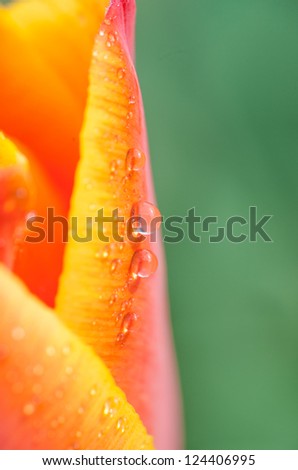 water drops on tulip petal close-up background