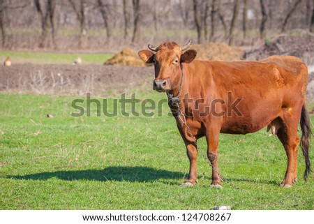 The face and upper body of a cow.