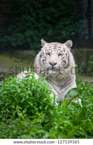 White Bengal Tiger. The white tiger is a recessive mutant of the Bengal tiger