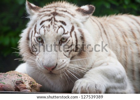 White Bengal Tiger. The white tiger is a recessive mutant of the Bengal tiger