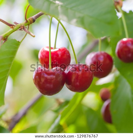 Red and sweet cherries on a branch just before harvest in early summer