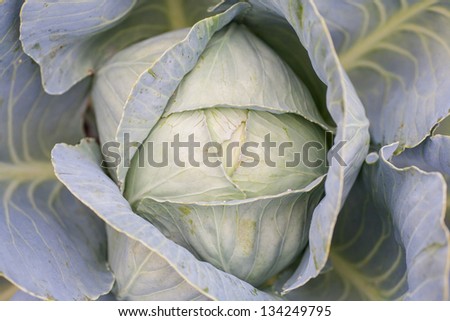 The head of green cabbage on bed