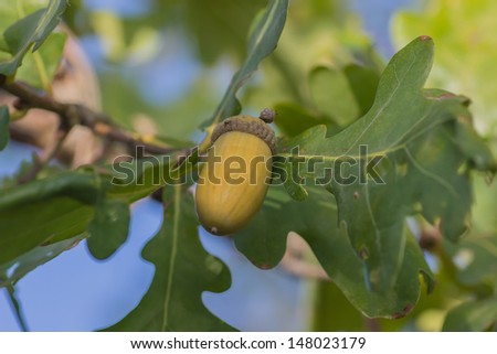 Fruit of an Oak tree ripe in autumn, on a sunny day