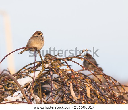 Sparrow bird on the twig in winter